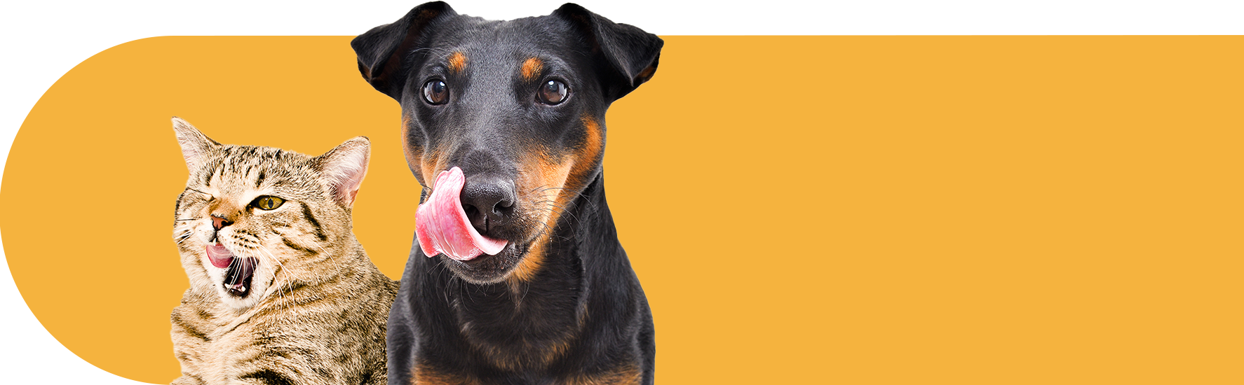 header-chien-chat header-chien-chat